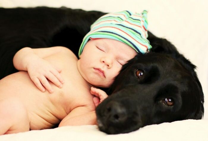 köpek bebek sevgisi